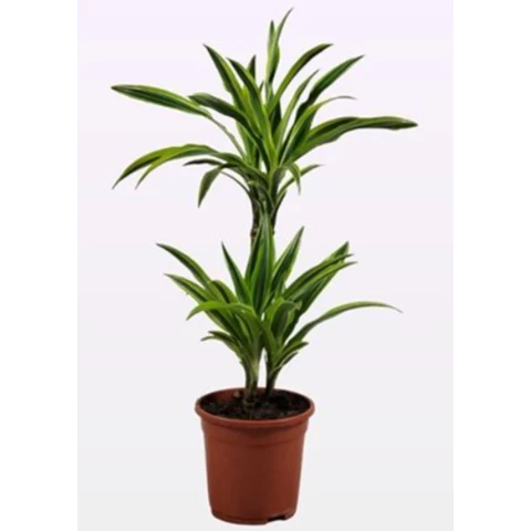 Драцена Lemon Lime 17\70