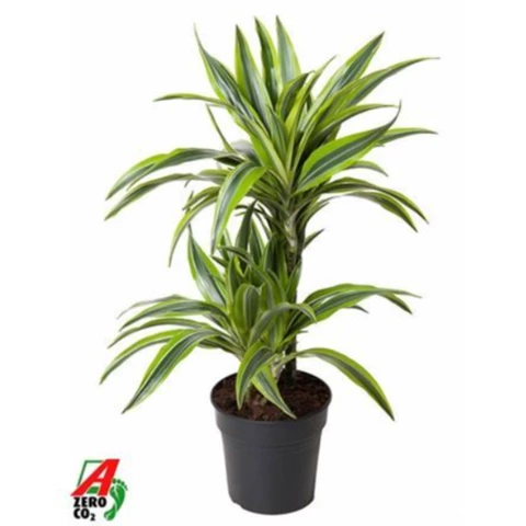 Драцена Lemon Lime 19\70