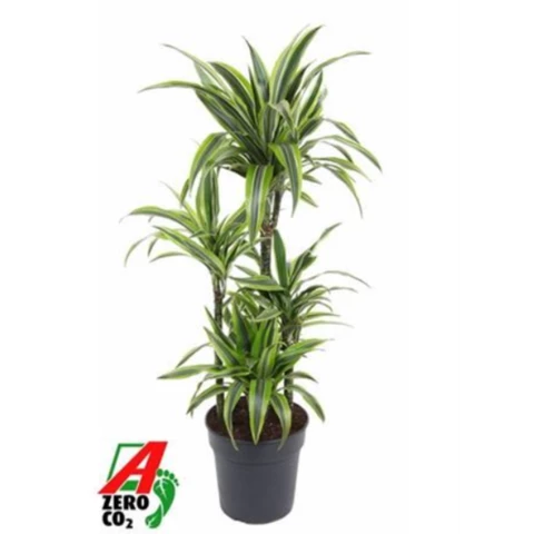 Драцена Lemon Lime Carrousel 24\110