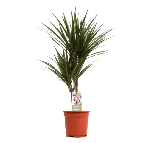 Драцена Marginata 17\80