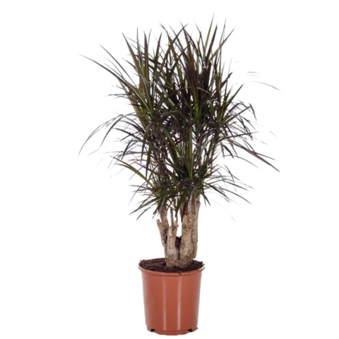 Драцена Marginata 24\100