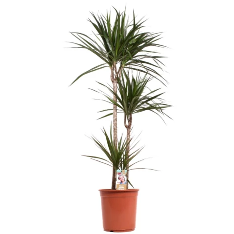 Драцена Marginata 24\130