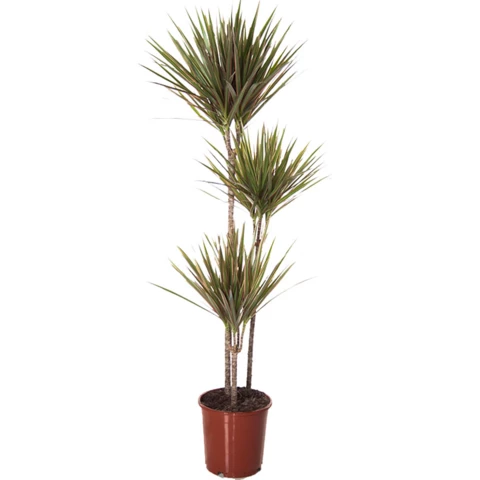 Драцена Marginata 27\150