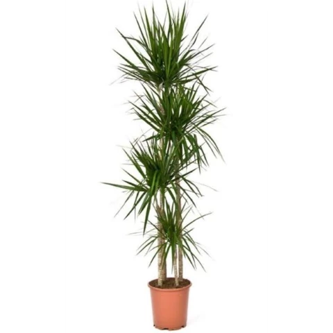 Драцена Marginata 27\190