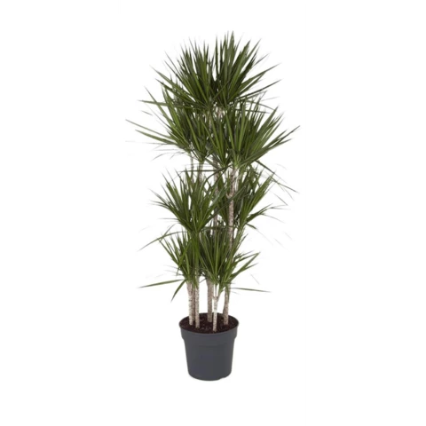 Драцена Marginata 34\190