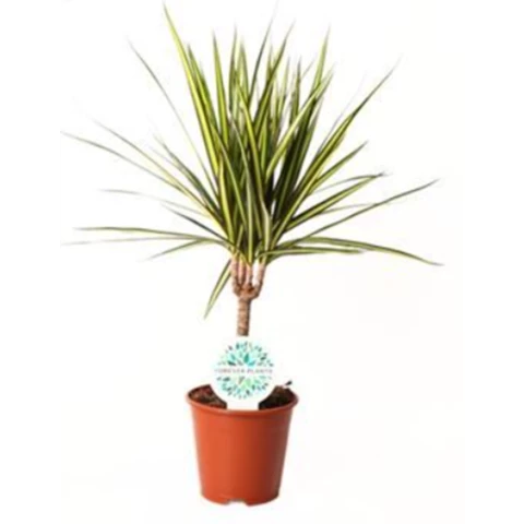 ДраценаMarg Golden Dragon 14\55