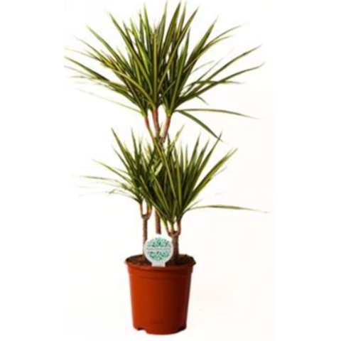 ДраценаMarg Golden Dragon 21\90