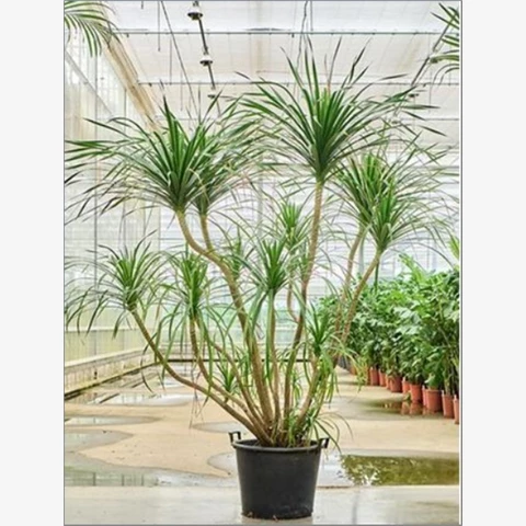 Драцена Draco 55\200