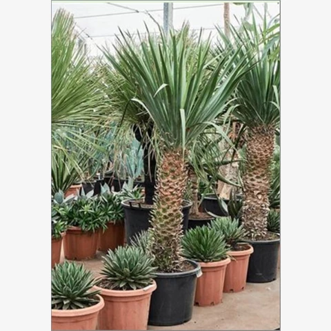 Драцена Draco 40\200