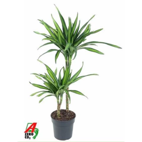 Драцена Riki 19\90