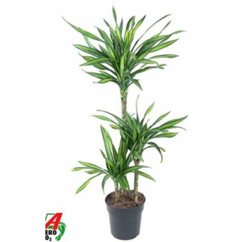 Драцена Riki 21\120