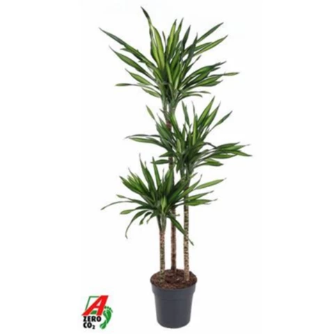 Драцена Riki 24\160