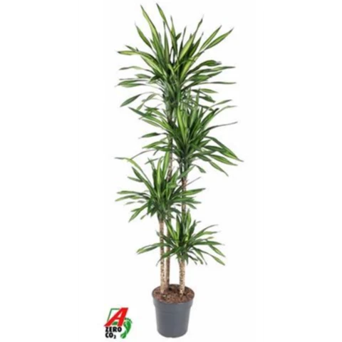 Драцена Riki 27\170