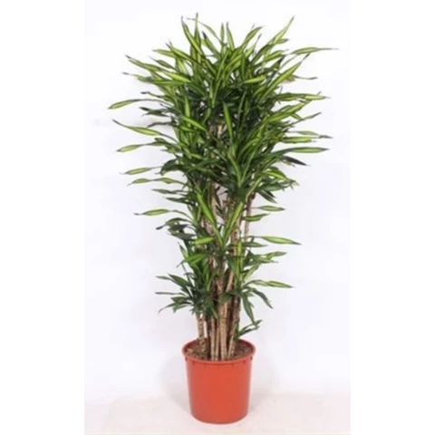 Драцена Riki 34\180