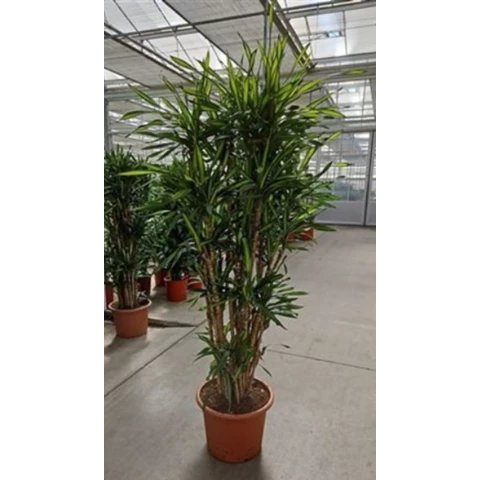 Драцена Riki 45\220