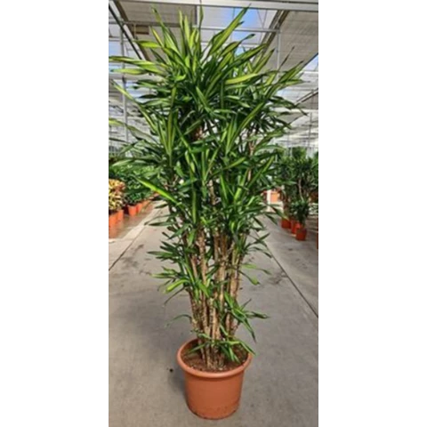 Драцена Riki 50\250