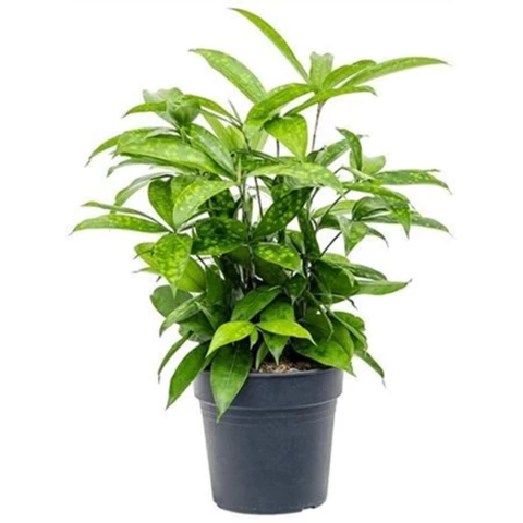 Драцена Surculosa 17\40