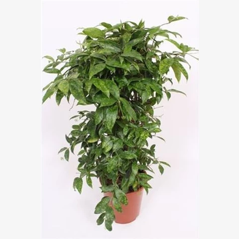 Драцена Surculosa 24\80