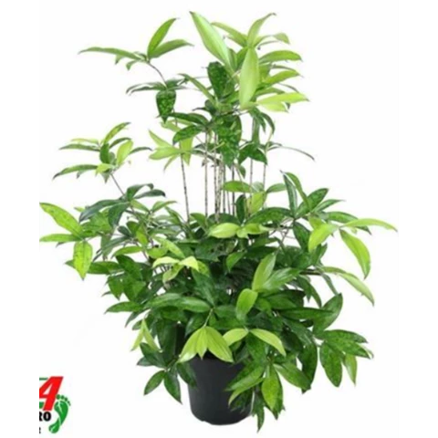 Драцена Surculosa 24\100