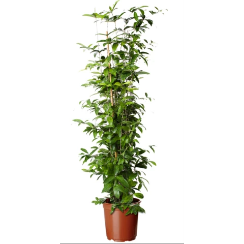 Драцена Surculosa 30\160