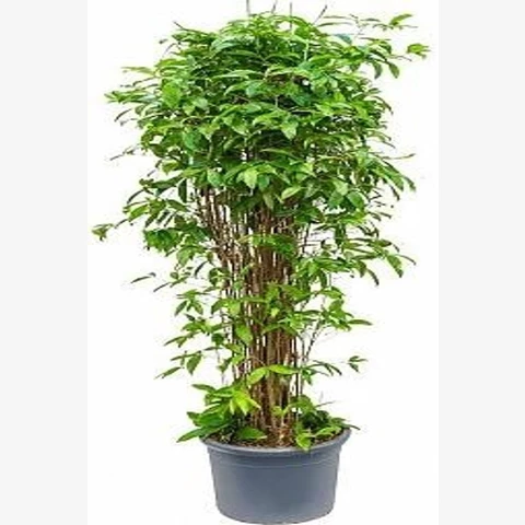 Драцена Surculosa 38\190