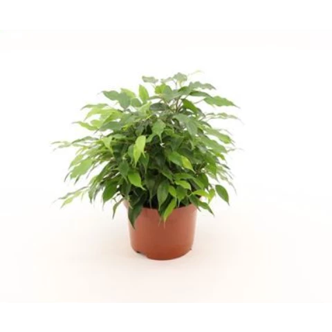 Фикус Kinky 12\30