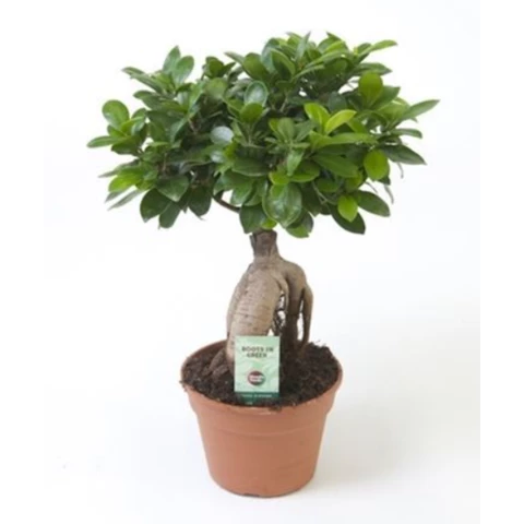 Фикус Ginseng 17\40