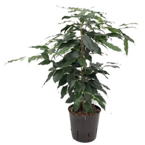 Фикус Danielle 13\40