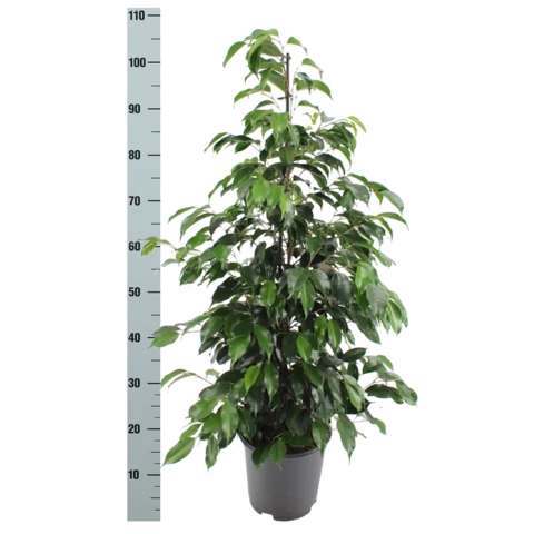 Фикус Danielle 21\110