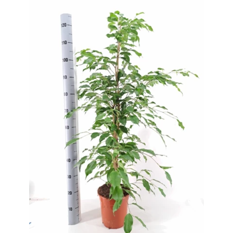 Фикус Exotica 21\125