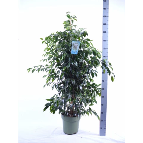 Фикус Danielle 27\140