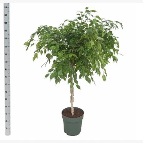 Фикус Exotica 27\150