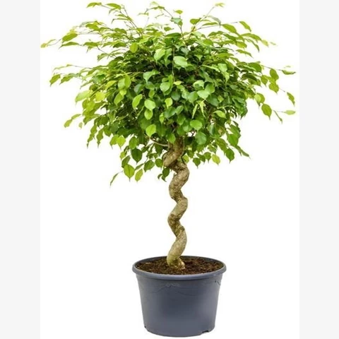 Фикус Даниэль 25\170