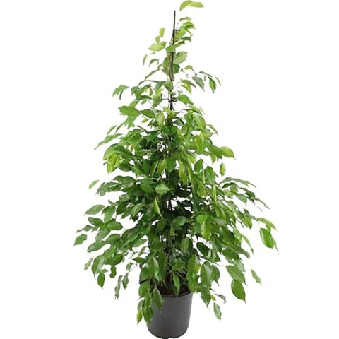 Фикус Exotica 30\160