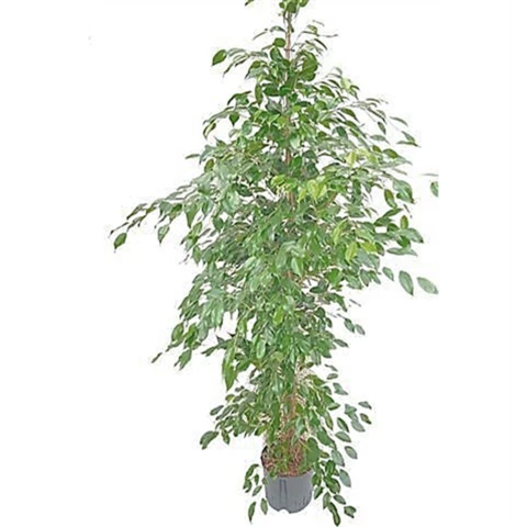 Фикус Benjamina 25\180