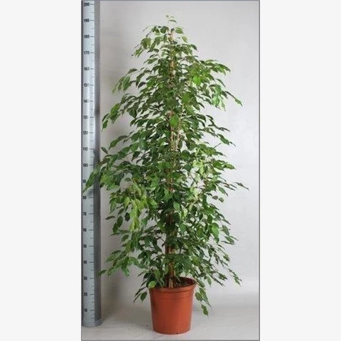 Фикус Exotica 30\190