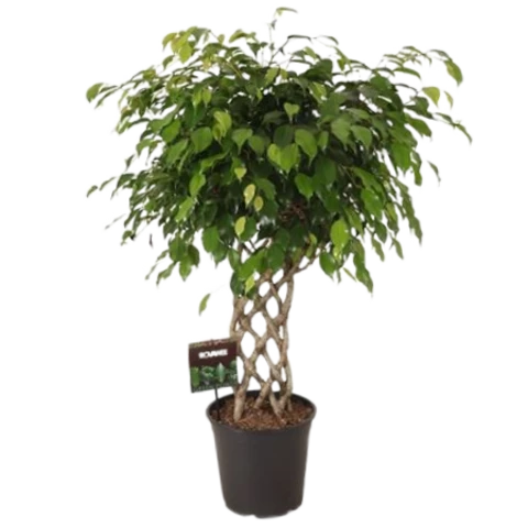 Фикус Exotica 27\120