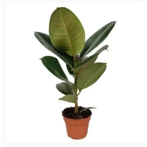 Фикус Robusta 12\30