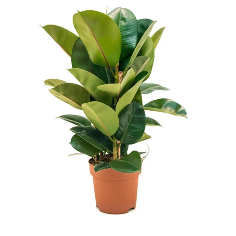 Фикус Robusta 21\60