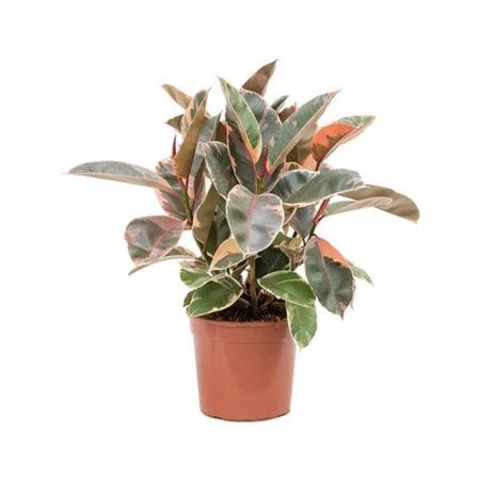 Фикус Эластика Belize 21\60