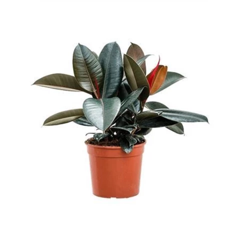 Фикус Эластика Abidjan 21\60