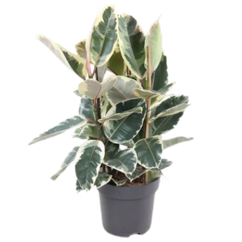 Фикус Эластика Tineke 27\100