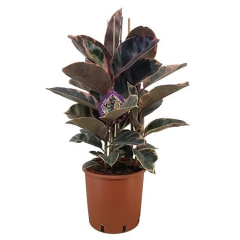 Фикус Эластика Belize 27\100