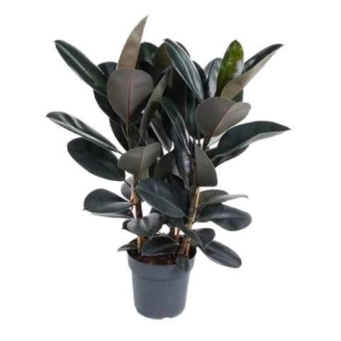 Фикус Эластика Abidjan 27\100