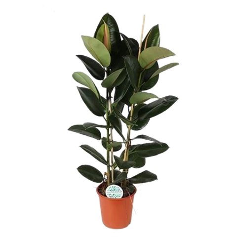 Фикус Robusta 24\110