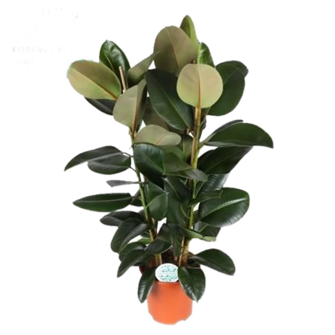 Фикус Robusta 27\115