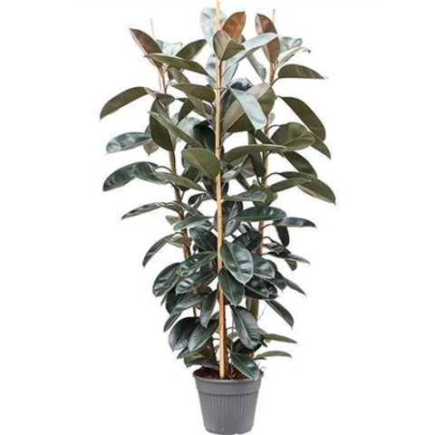 Фикус Эластика Abidjan 35\120