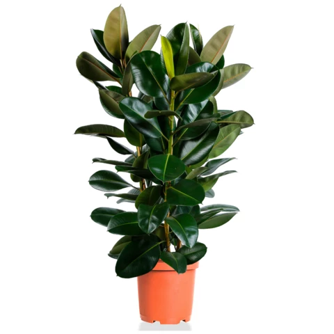 Фикус Robusta 30\130