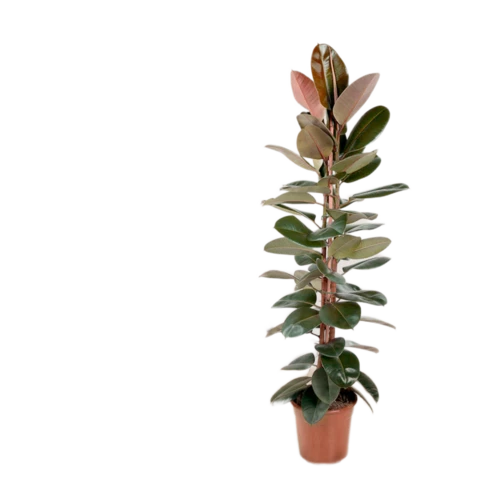 Фикус Эластика Robusta 27\170