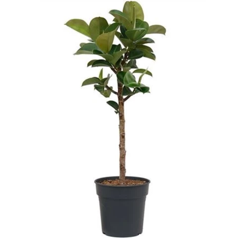 Фикус Эластика Cloe 24\115